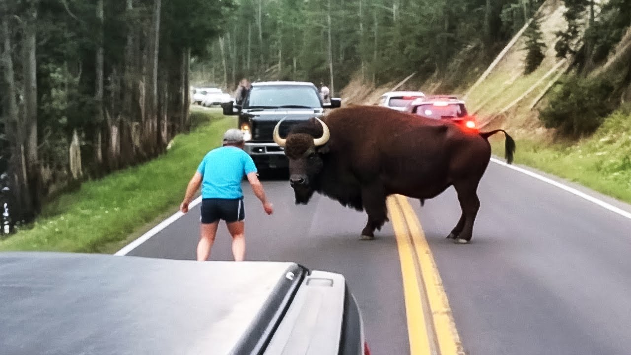 Incríveis Momentos da Estrada Gravados Pelas Câmeras