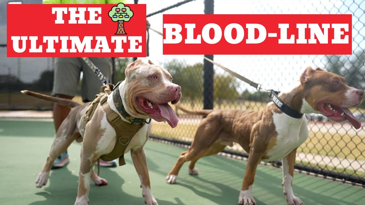 Journey to Creating the Ultimate Bloodline