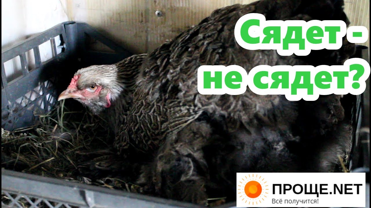 Наблюдаю за наседкой! Брама готовится стать мамой.