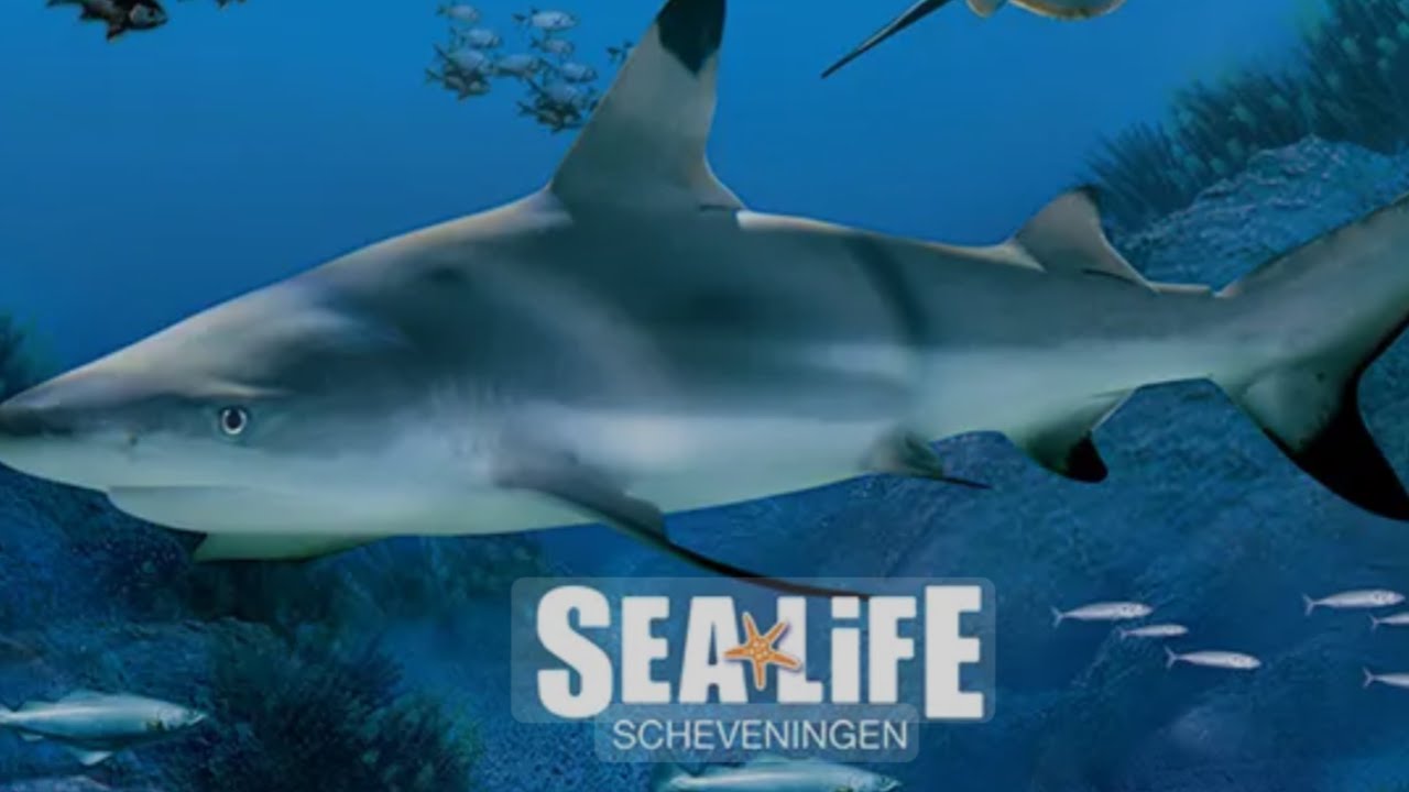 Sealife Scheveningen 🪼🐬🦑🐙🐠🐟|The Hague 2024