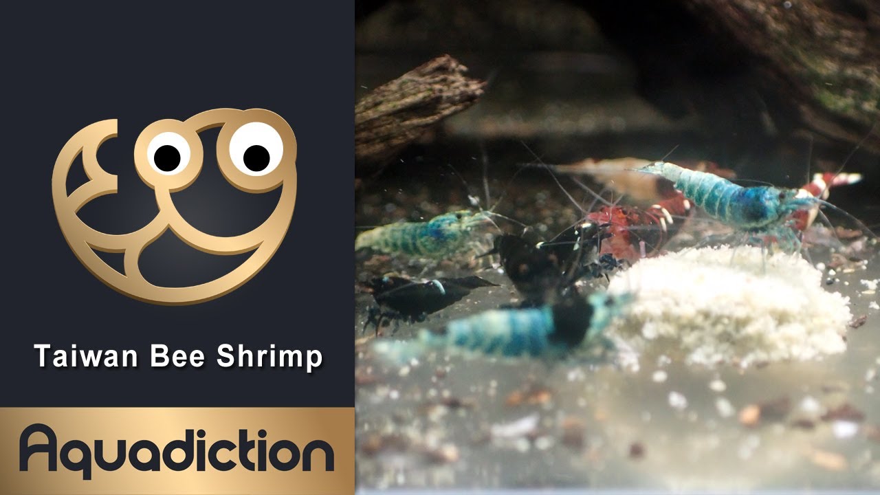 Taiwan Bee Shrimp - Mixed Caridina Shrimp Tank - Blue Bolt Shrimp
