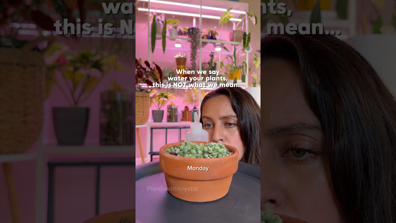 But that&rsquo;s way too much water for your plants!? #plantgrowth #wateringplants #planttips