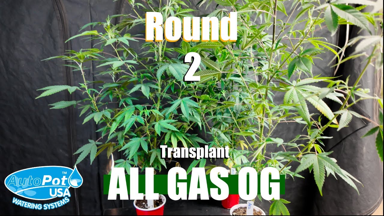 All Gas OG Round 2 Grow Diary!  Can You Really Grow AMAZING Cannabis at Home?