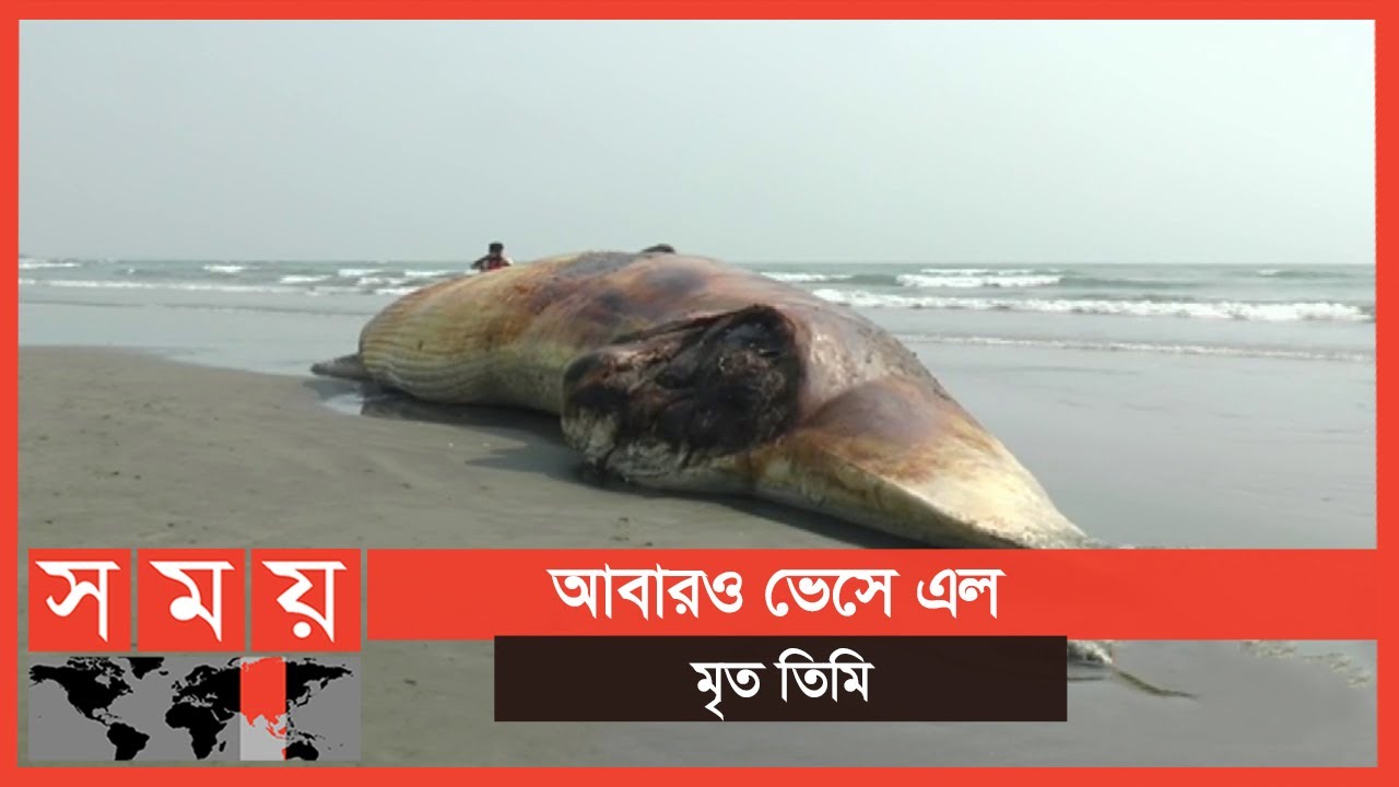কক্সবাজার সমুদ্র সৈকতে ভেসে এল বিশাল আকৃতির তিমি | Whale In Cox's Bazar | Somoy TV