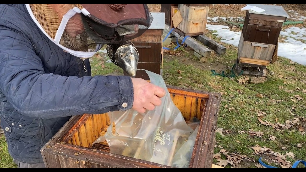 6 lutego 2026 r  Sprawdzam rodziny cz. 4. #bee #beekeeping #beekeeper
