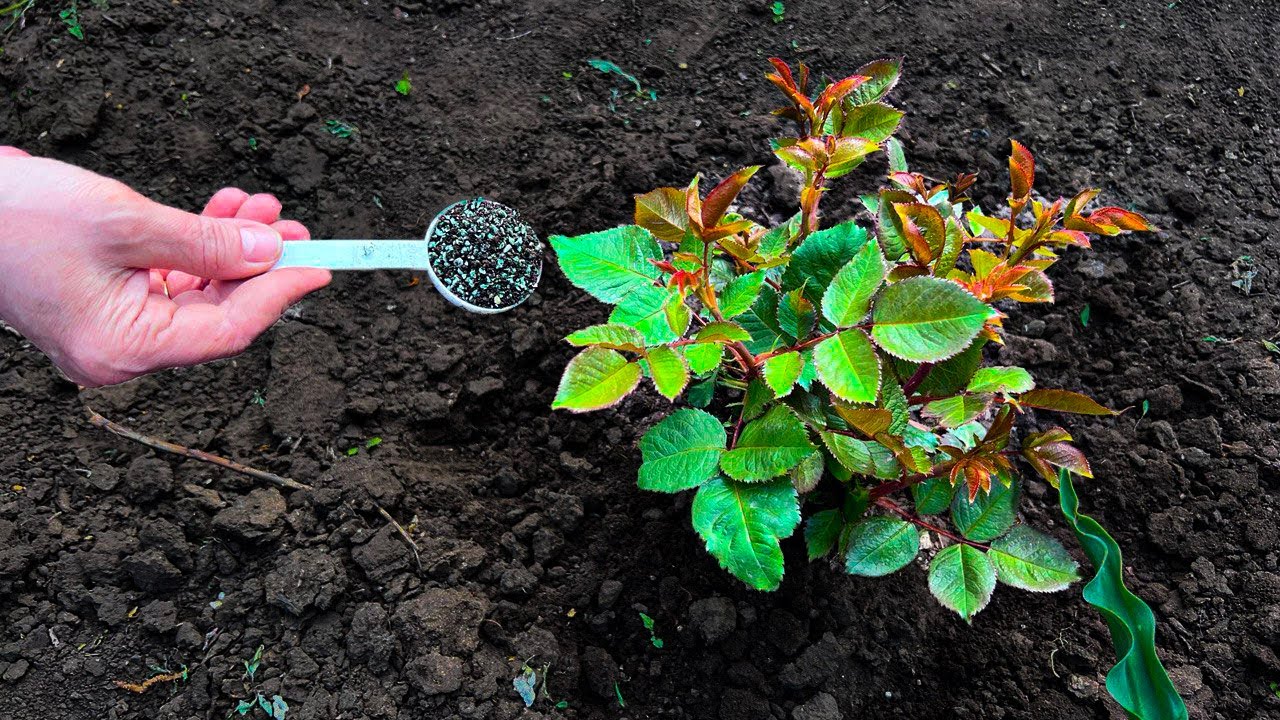 РОЗЫ оживут, срочно внесите только 1 раз под куст в мае ЭТО, пышное цветение обеспечено