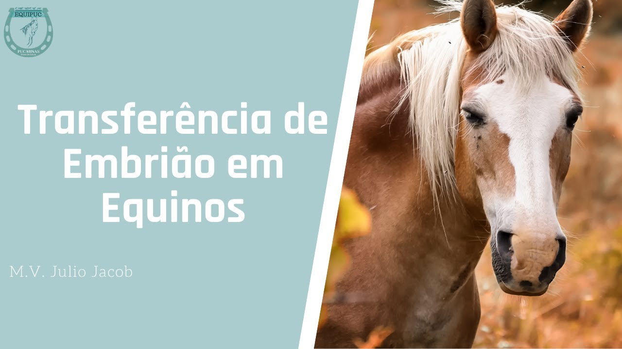 Transferência de Embrião em Equinos
