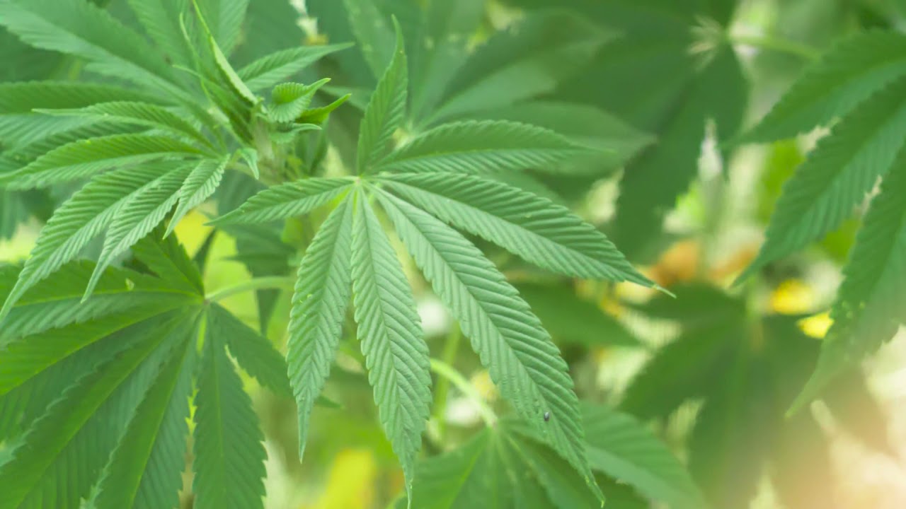 Stockvideo Hanfpflanze