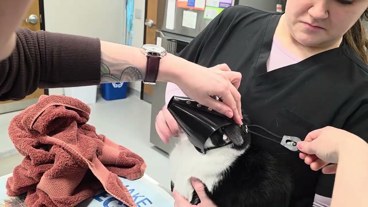 Feline Muzzle Application 