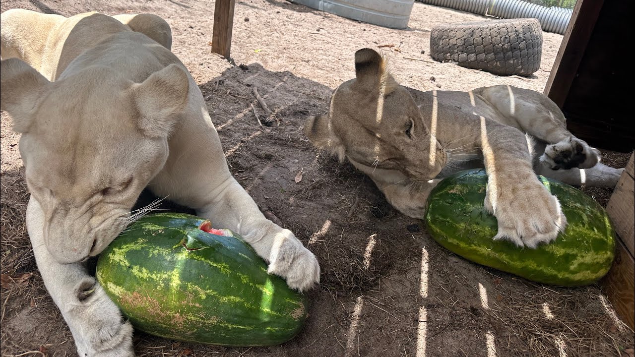 WATERMELON PARTY