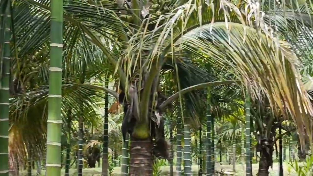 8 acre, per acre 50 lakh and negotiable, from Mysore 58 km, Bangalore 170km, 👉🏠🌳🌴9060823190
