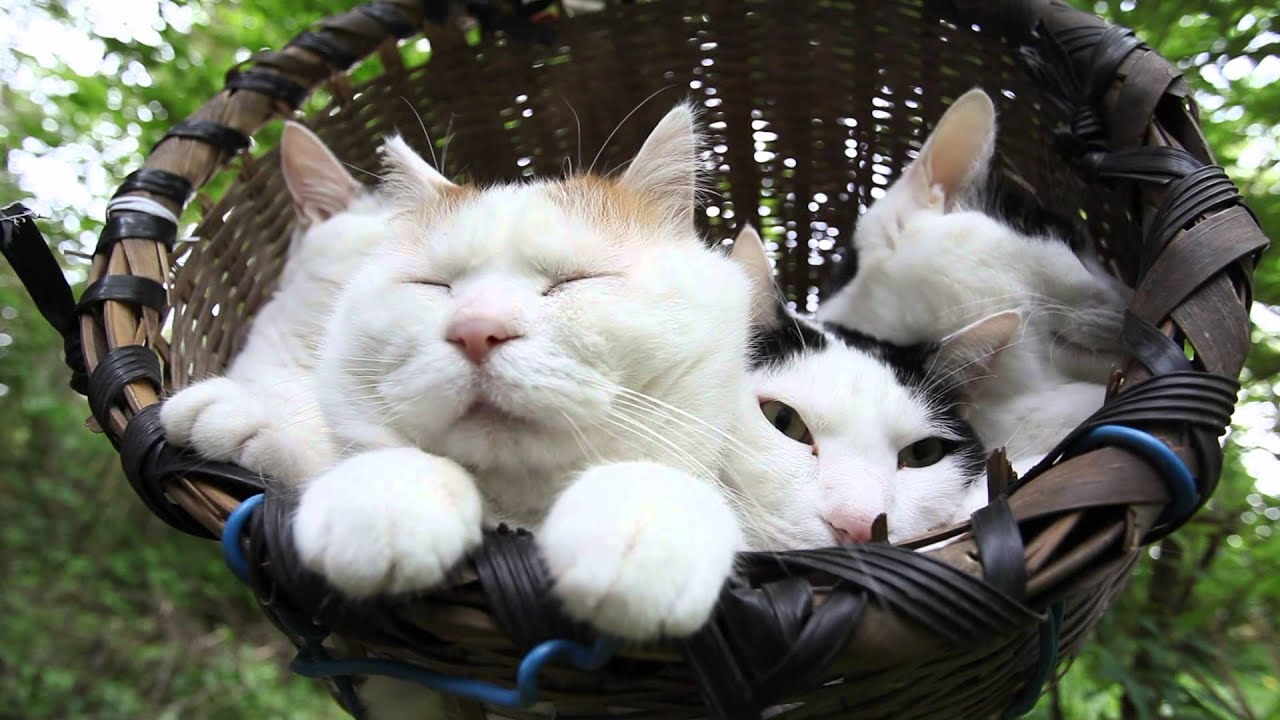 かご猫 x かごの中の4匹の猫　Cat basket　2015#1