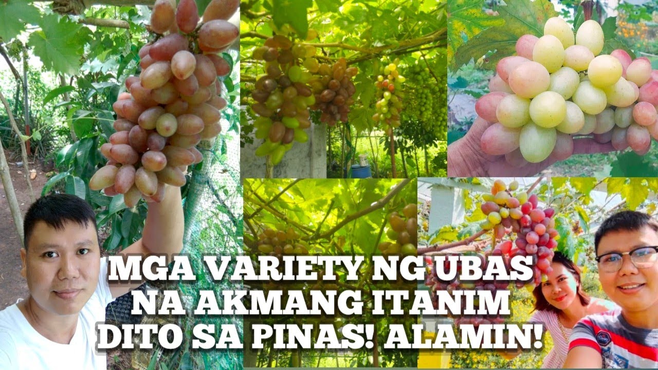 MGA VARIETY NG UBAS NA AKMANG ITANIM DITO SA PINAS! ALAMIN!