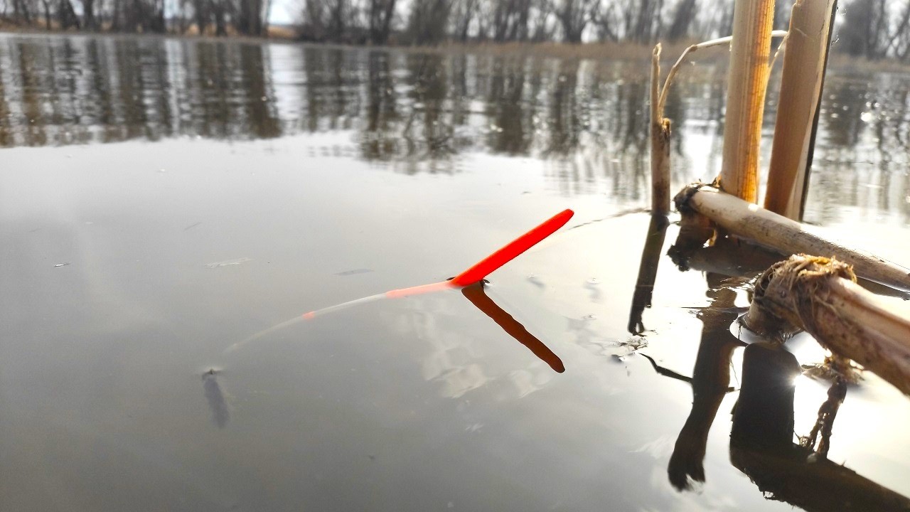 ИКРЯНОЙ ДЕЛИКАТЕС - НАТАСКАЛ ТАЗИК!!!! Рыбалка на поплавок весной