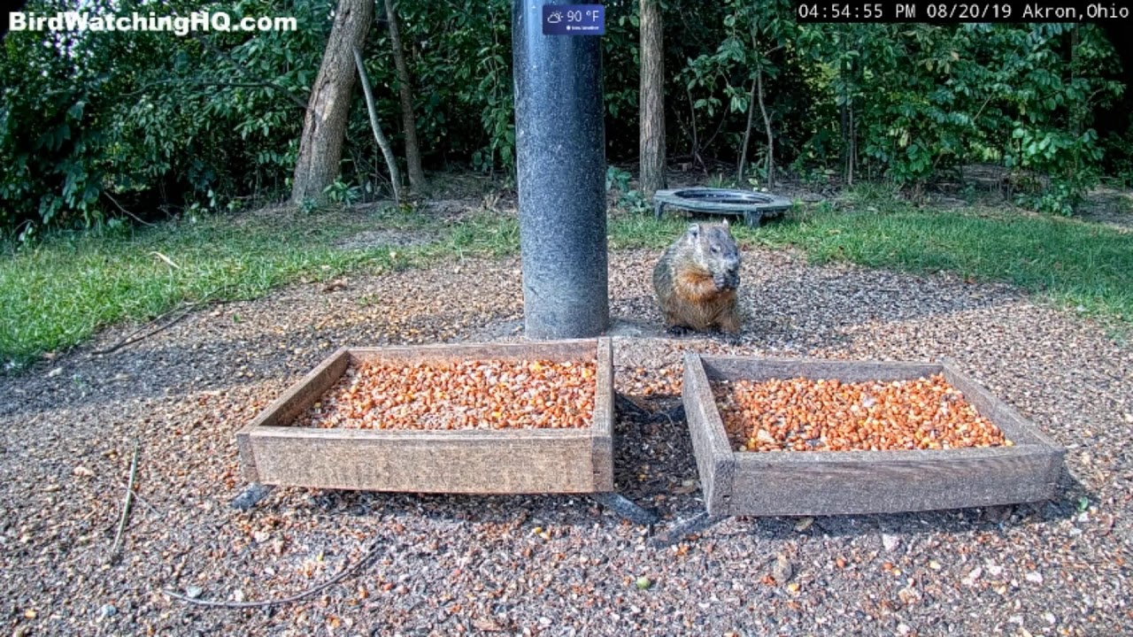 Groundhog Loves Bird Watching HQ  Akron, Ohio