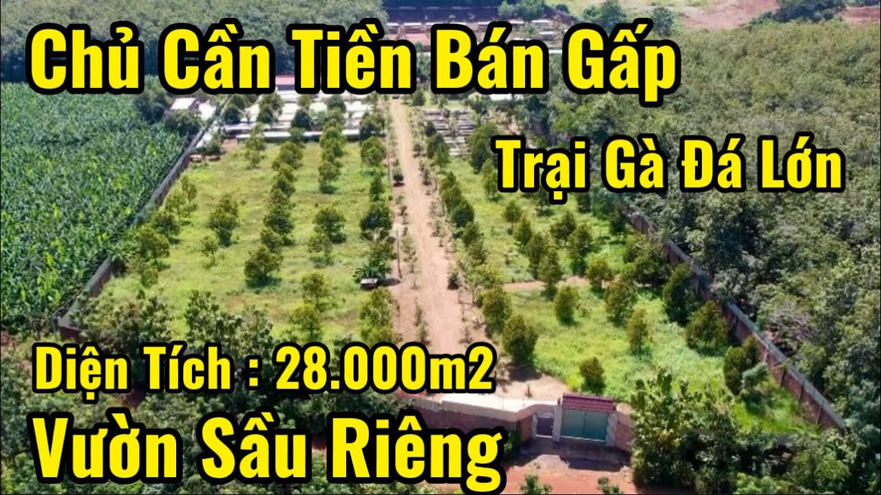 Đam mê đá gà || bán luôn trại gà đá lớn , có 100 cây sầu riêng và 2 căn nhà 