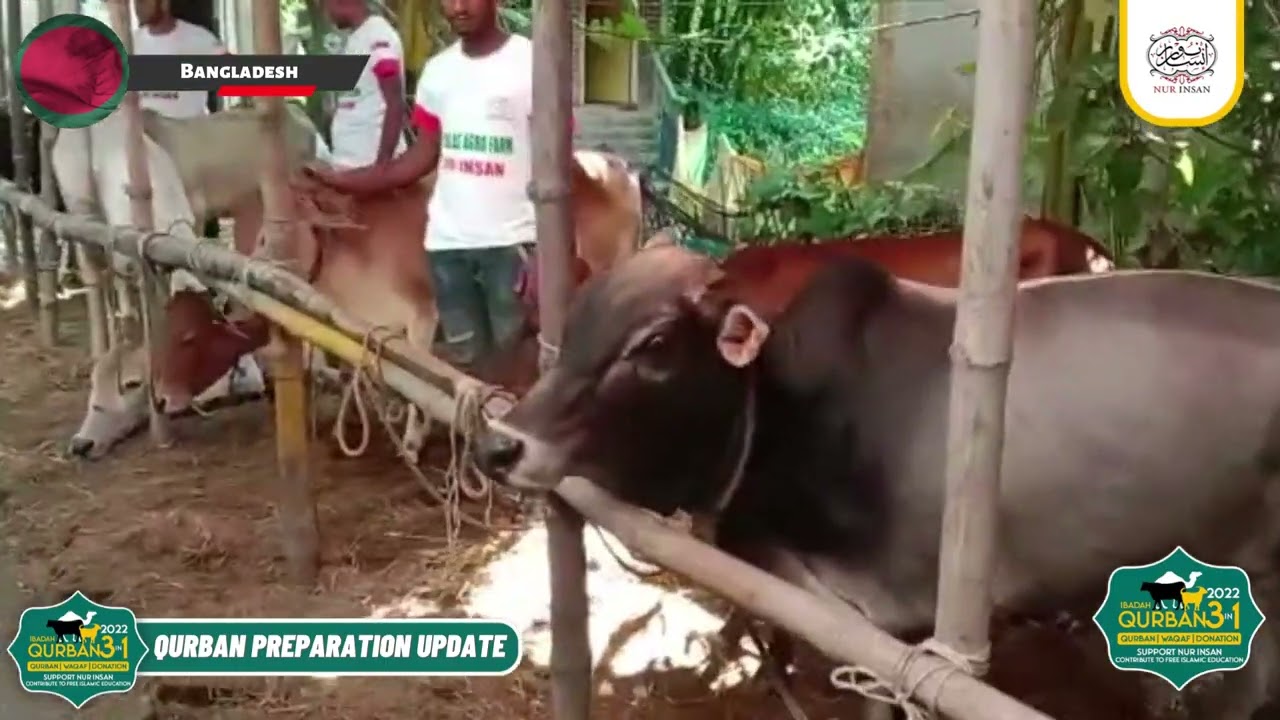 Nur Insan Qurban 2022 - Bangladesh Preparation