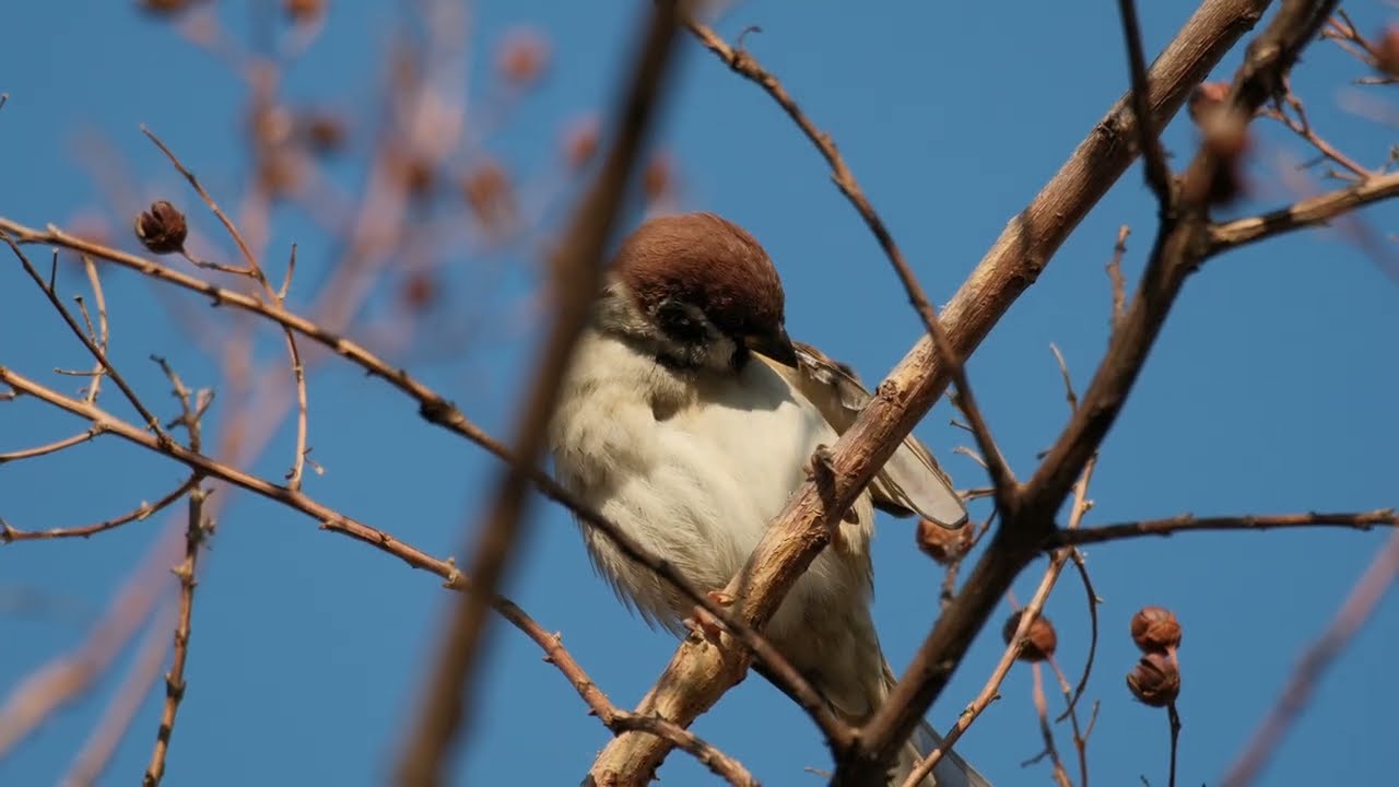 #L022 #スズメ #sparrowbird #birds #sparrow #すずめ #m16