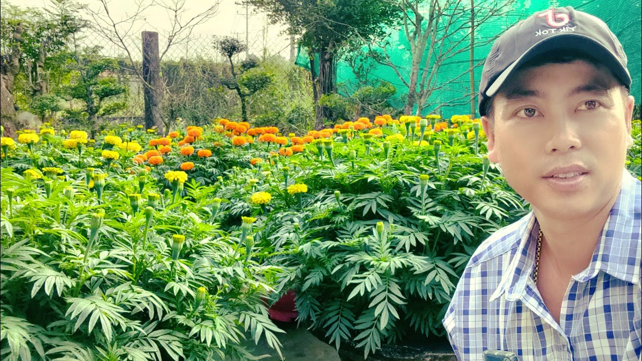 Cách giúp bông vạn thọ lâu tàn sáng bông, huỳnh tinh vlog 