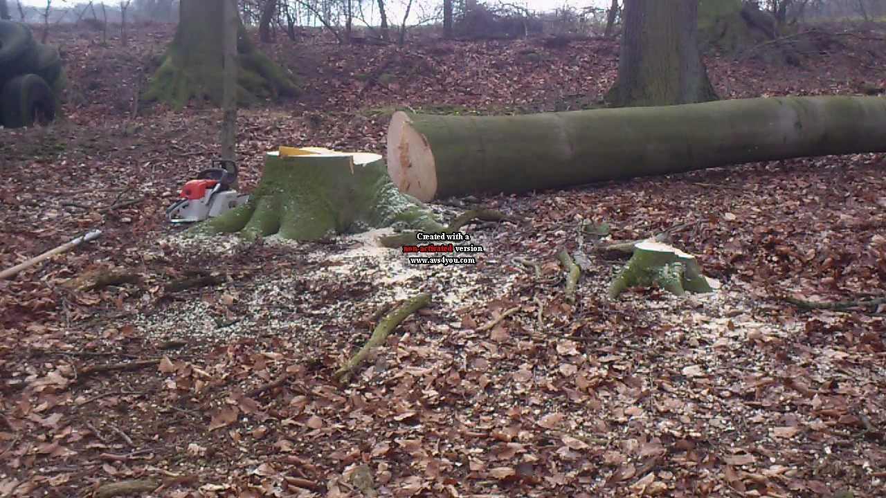 Baum (Buche) fällen mit Stihl 038AV