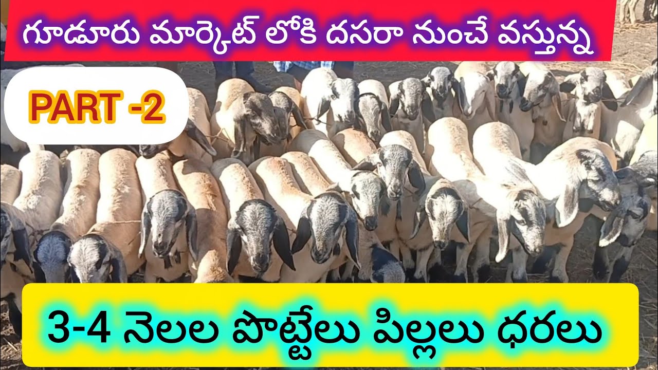 ఈ వారం 3-10-2025 గూడూరు మార్కెట్ లోకి 3-4 నెలల పొట్టేలు పిల్లలు వాటి ధరలు#gudur sheep goats market 