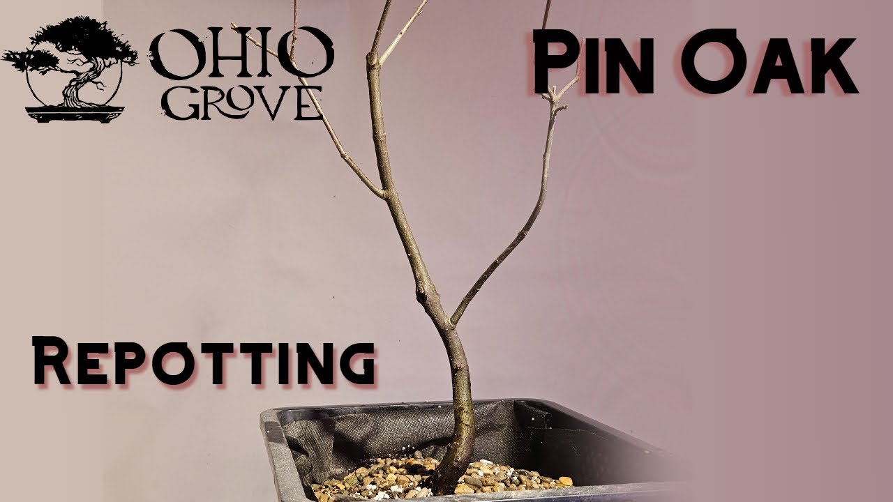Pink Oak Repotting
