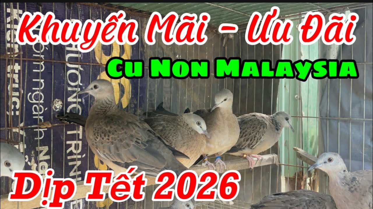 Ưu Đãi, Khuyến Mãi Cu Gáy Malaysia Non Dịp Tết 2026 || Chuẩn Dòng Chim Hay, Bảo Hành Bài Lối