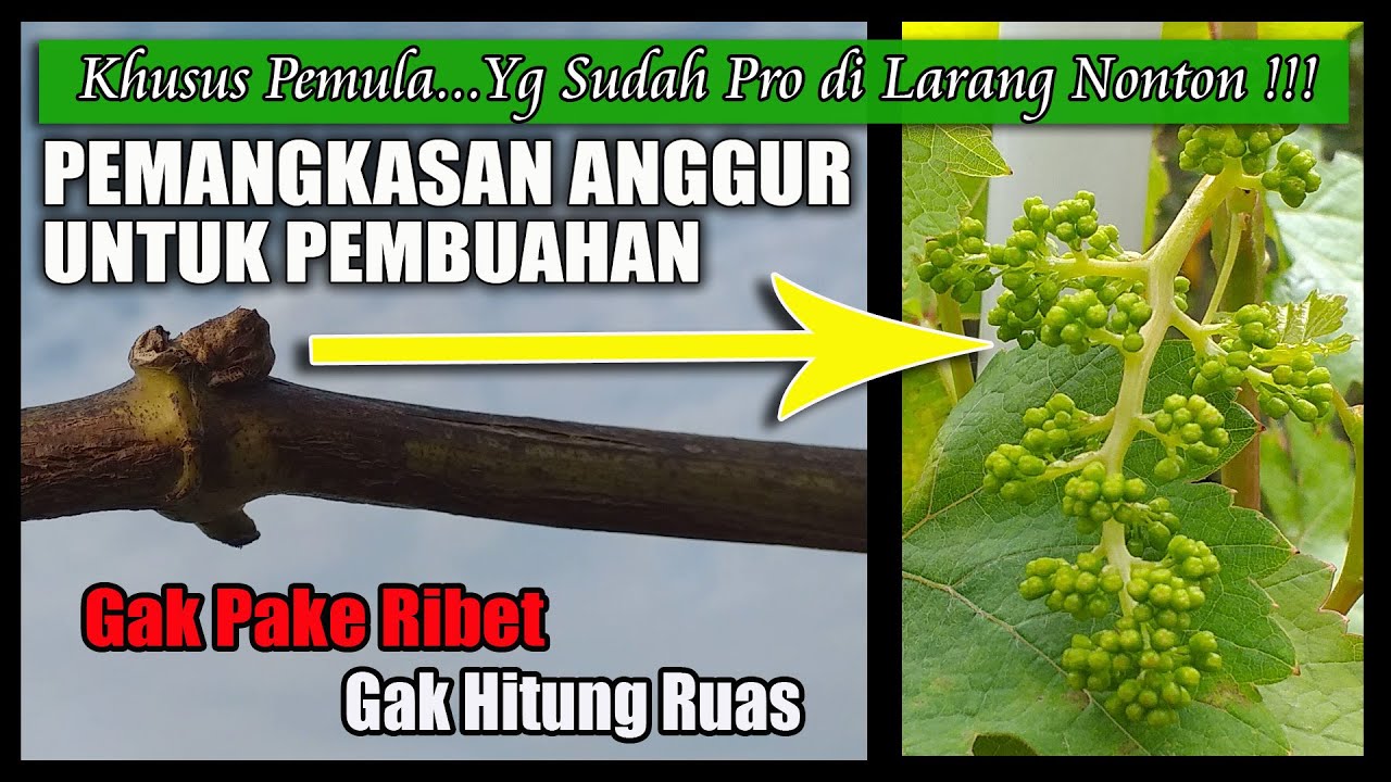 CARA MEMANGKAS ANGGUR AGAR CEPAT BERBUAH LEBAT (Pemangkasan Anggur Trasfigurasi Sistem Para Para)