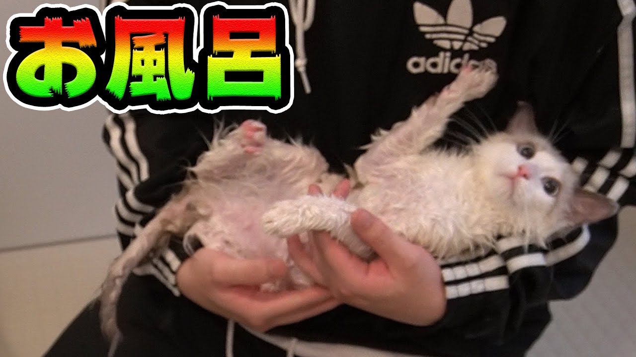 水が嫌いなラグドールVS洗いたいれじぇくん　子猫のはじめてのお風呂