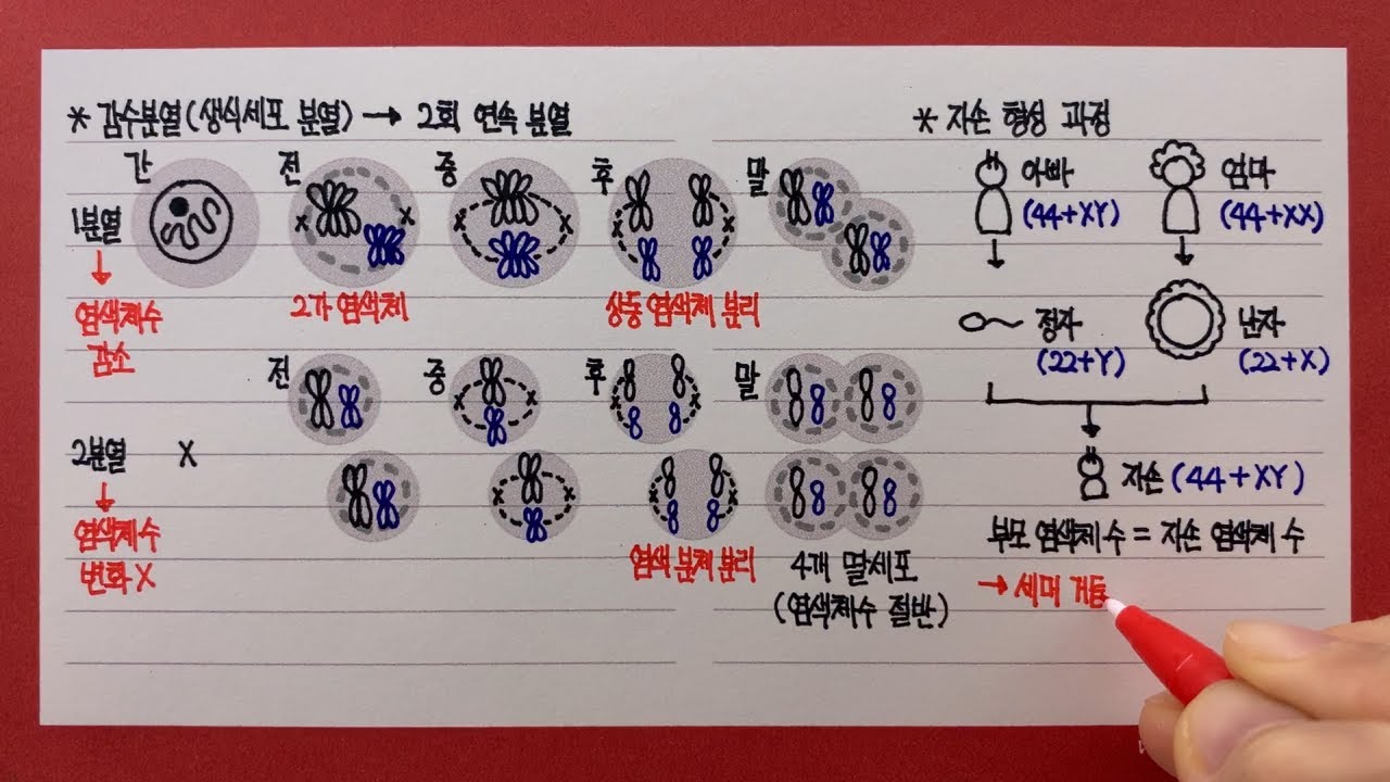 감수 분열(생식세포 분열)
