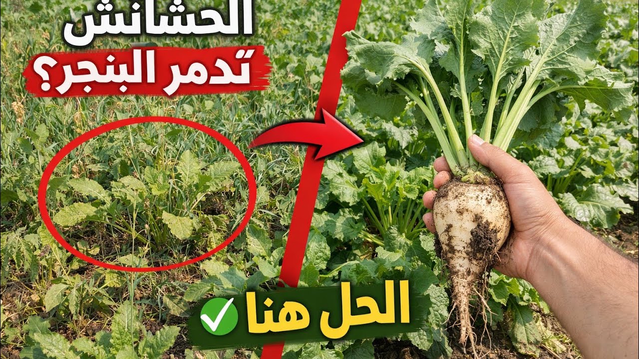محصول بنجر قوي… رغم الحشائش!