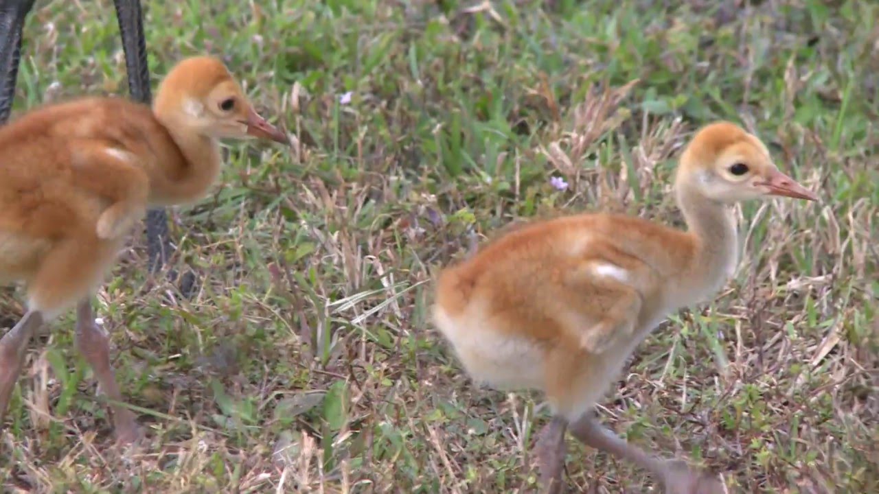 Sandhill cranes, Palm Beach County, Florida