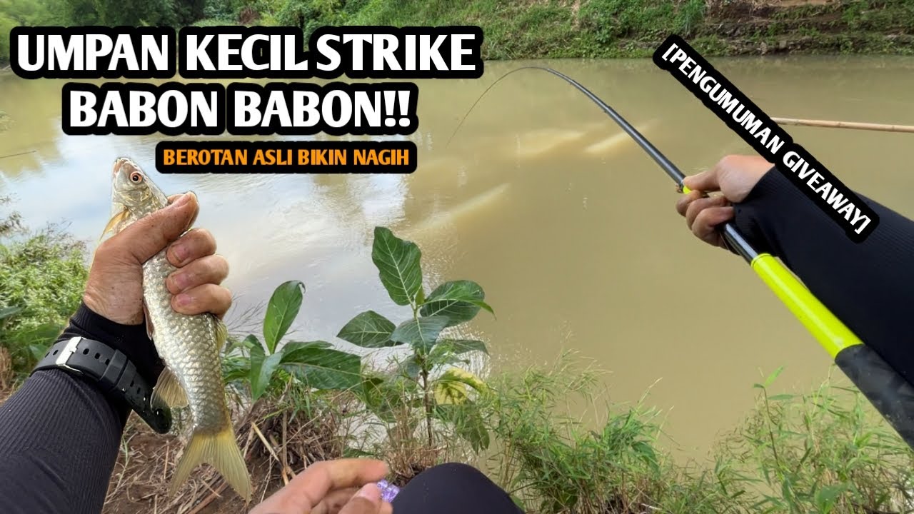 UMPAN KECIL STRIKE MELEM BABON BABON!! Mancing wader dan melem umpan viral teknik kumbul di Kutoarjo