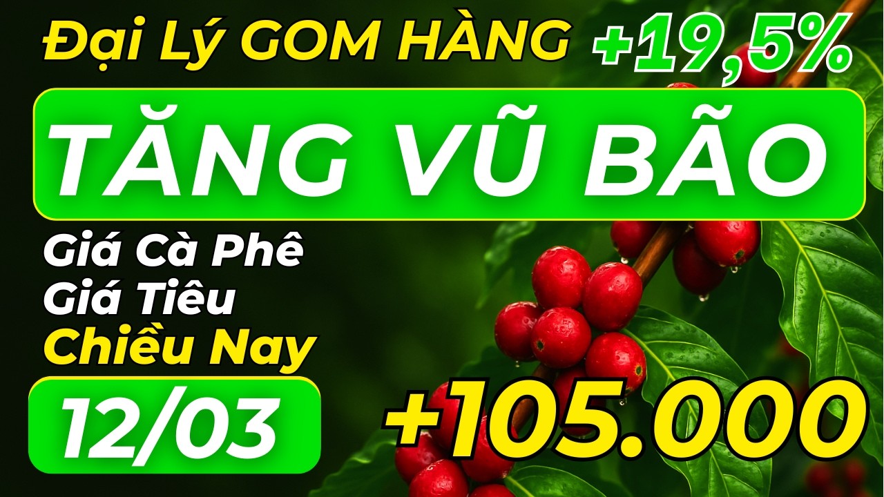 Giá cà phê chiều nay TĂNG MẠNH