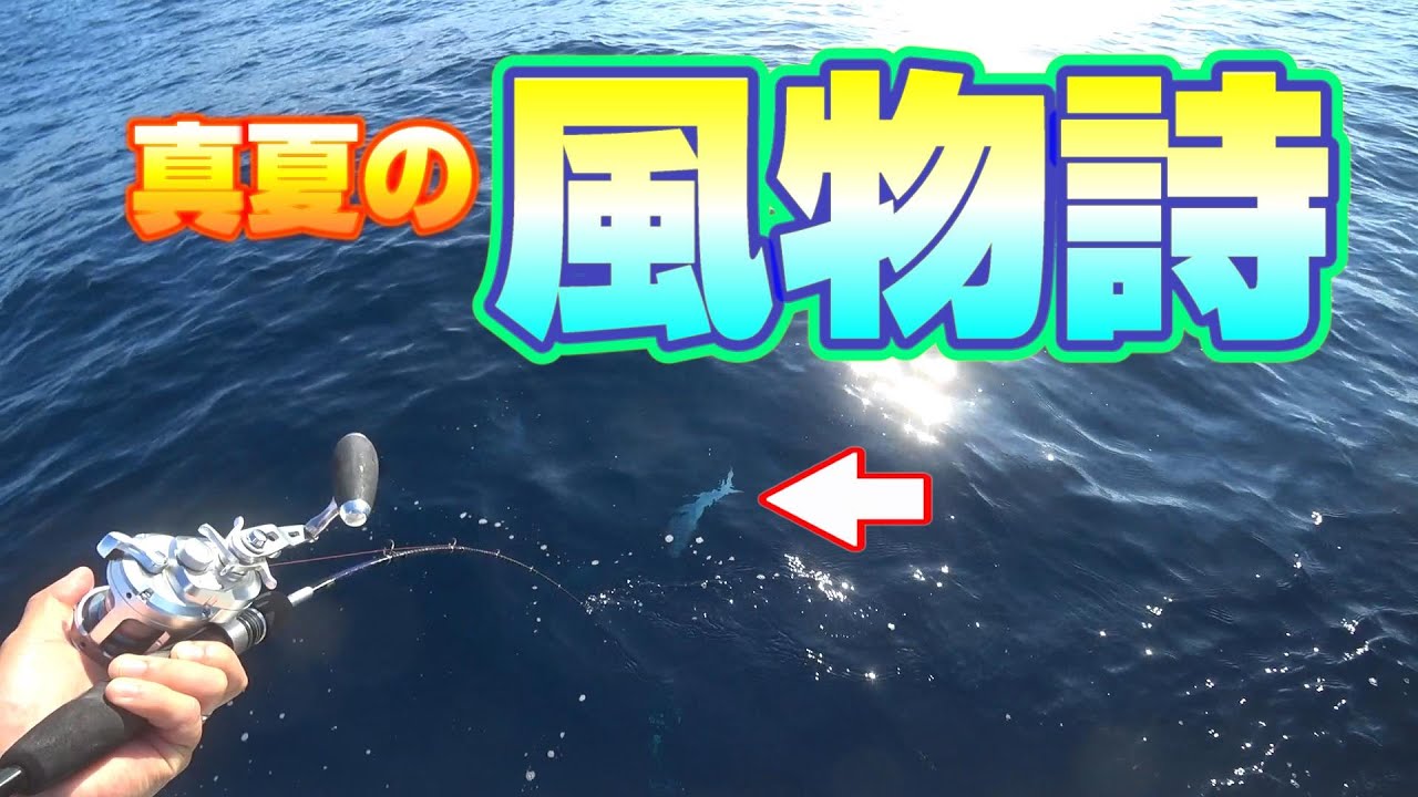 真夏の風物詩的な魚が釣れました