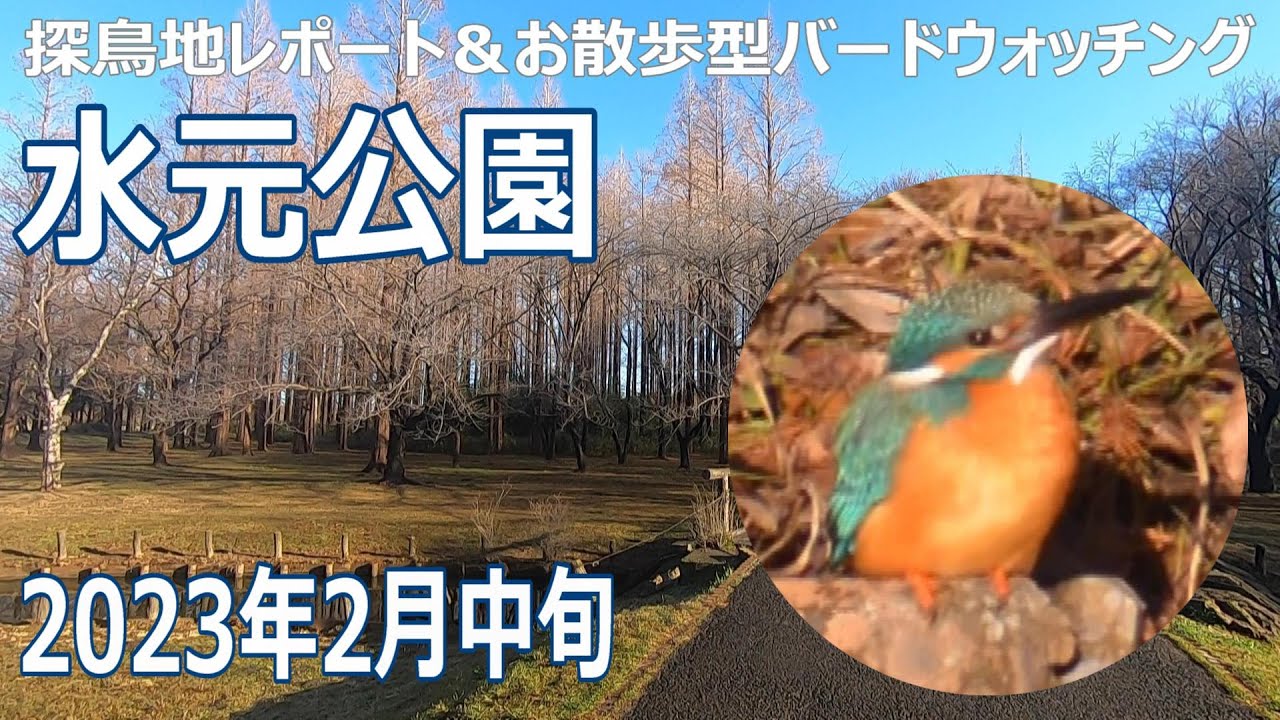 水元公園の探鳥地レポートです　憩いの公園にはアカハラ＆カワセミ！　2023年2月中旬