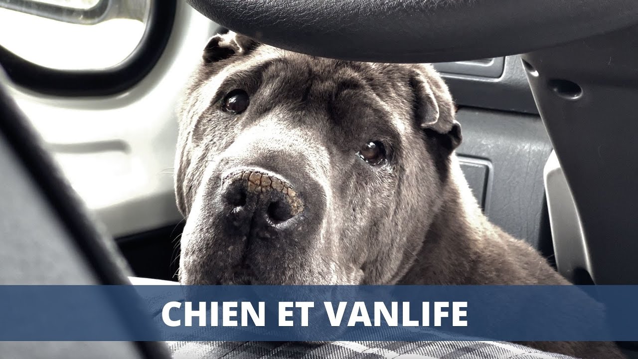 AVOIR UN CHIEN EN CAMPING-CAR 🐕 - TOUTE UNE AVENTURE !