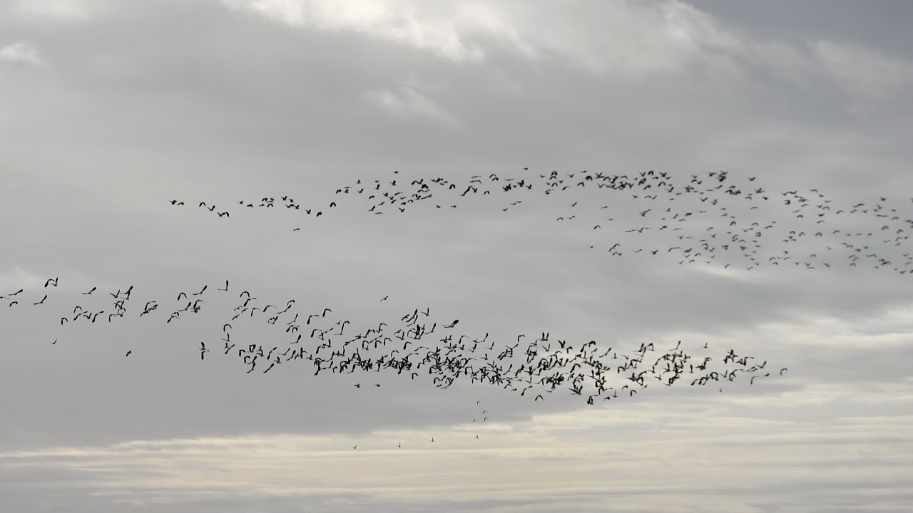 Lapwing in flight