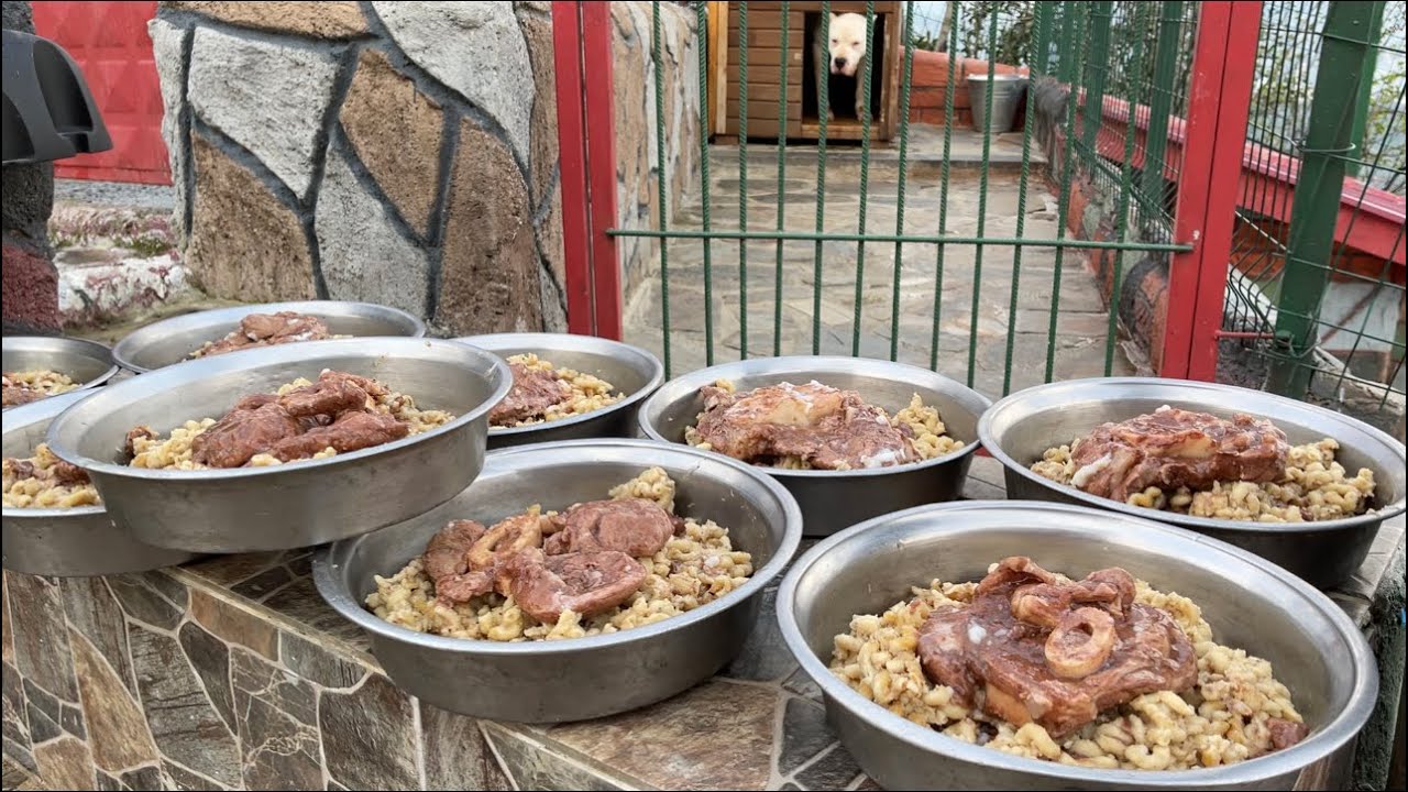 KÖPEKLERİME ETLİ MAKARNA ZİYAFETLERİ DEVAM EDİYOR