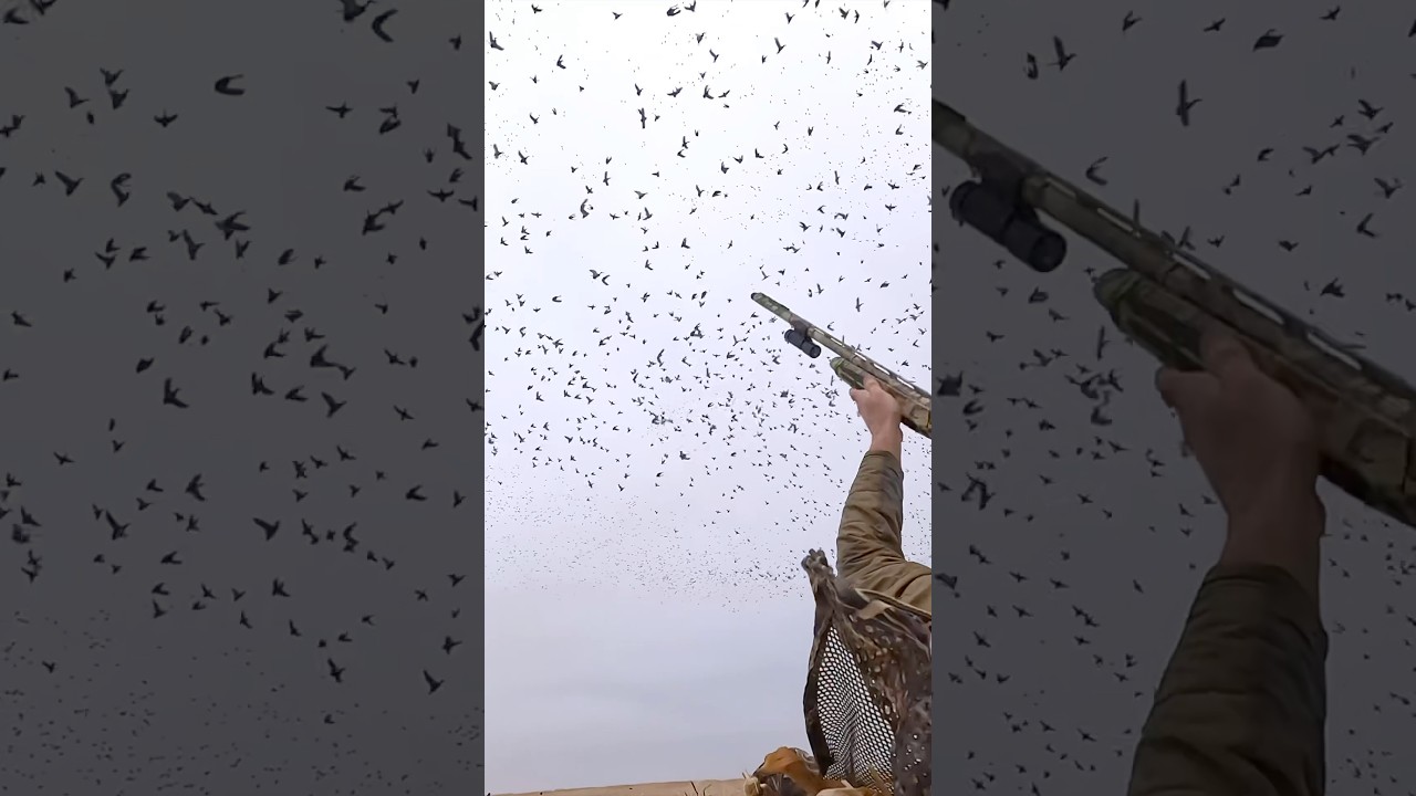 8,000 DUCKS Decoy within 20 YARDS!!!? #hunting #waterfowl #ducks #duck #birds #bird #gopro #shorts