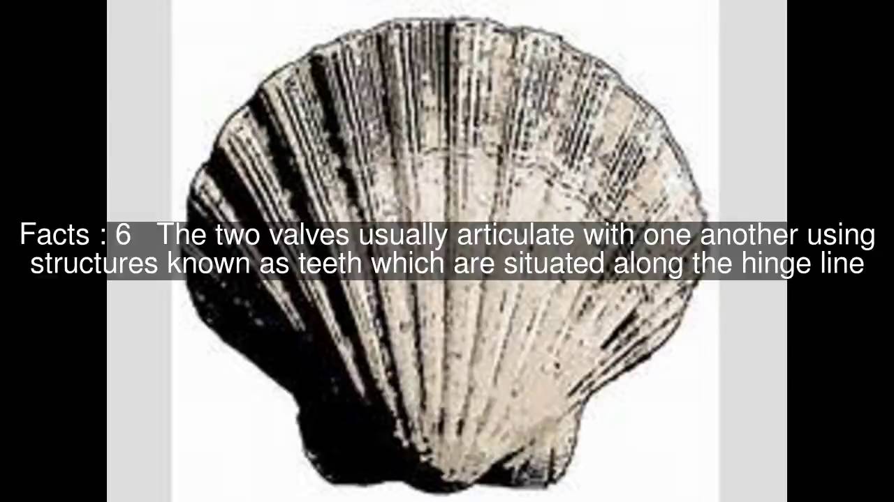 Bivalve shell Top  #10 Facts