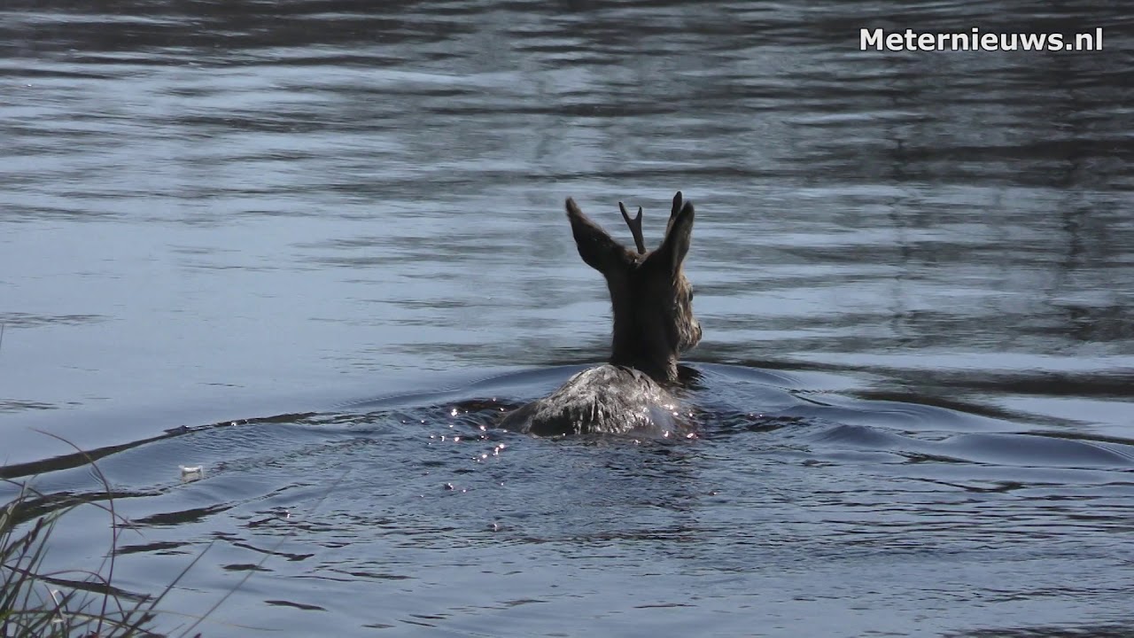 Ree te water in Assen
