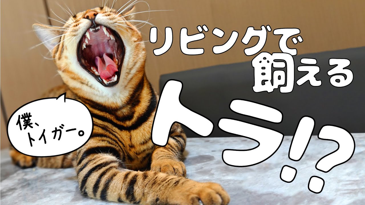 リビングで飼えるトラ、トイガーについて｜トイガー&ラグドール