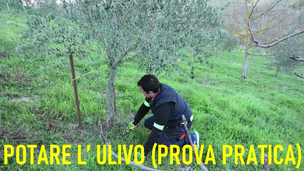 COME POTARE L'ULIVO? (PROVA PRATICA)