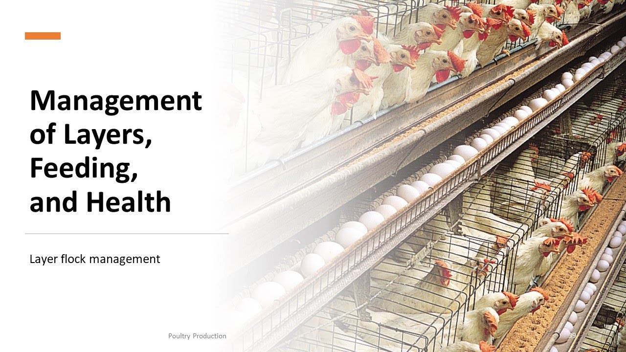 Management of layers, feeding, and health management | Poultry Production | Teacher Hazel