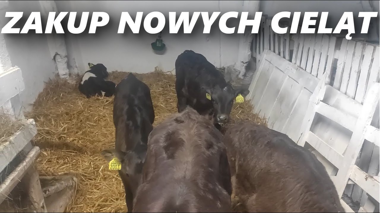 Bydło opasowe Codzienne obowiązki 2021 Zakup nowych cieląt