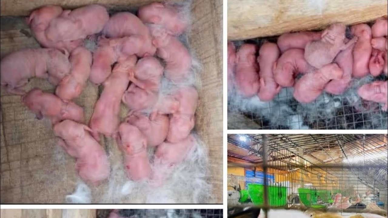 Formation gratuite en Reproduction chez les lapins de A à Z