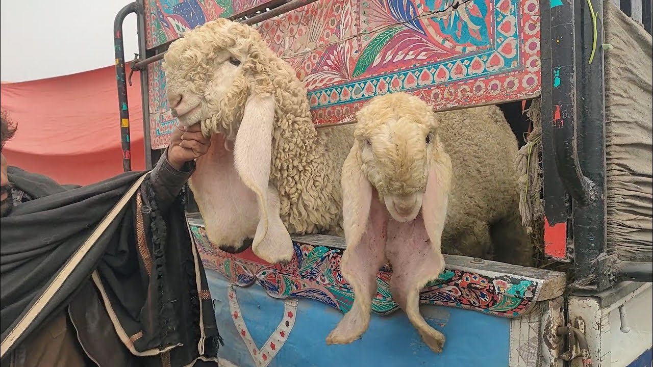 shauk bahut mahanga 😱 | kajla Chatra 2024 |   kajla Chatra | Lahore shahpur kanjra mandi