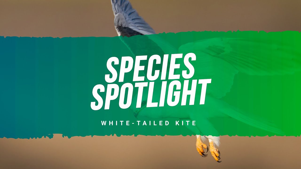 White-tailed kite:  Species Spotlight