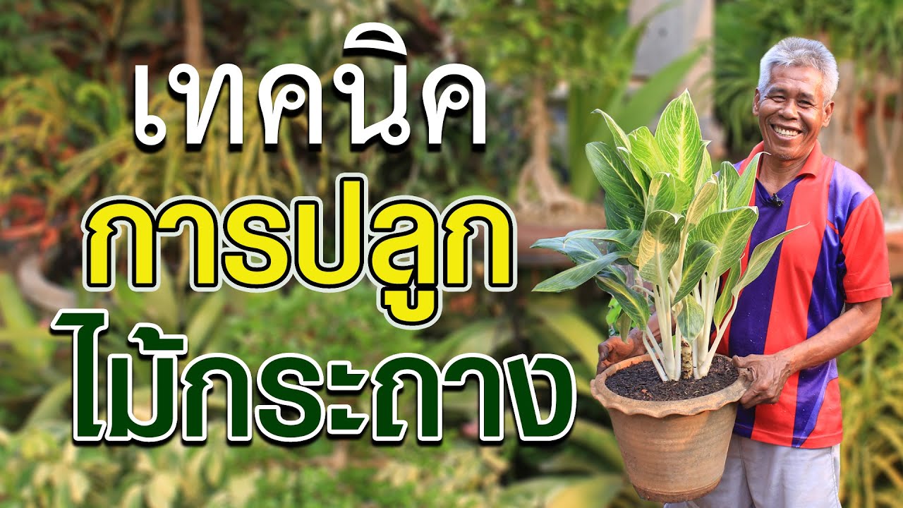 วิธีปลูกไม้กระถาง  | คนรักษ์ป่า ep 67